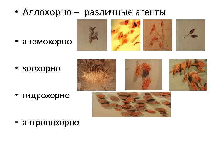  • Аллохорно – различные агенты • анемохорно • зоохорно • гидрохорно • антропохорно