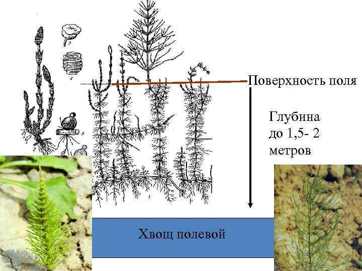 Поверхность поля Глубина до 1, 5 - 2 метров Хвощ полевой 