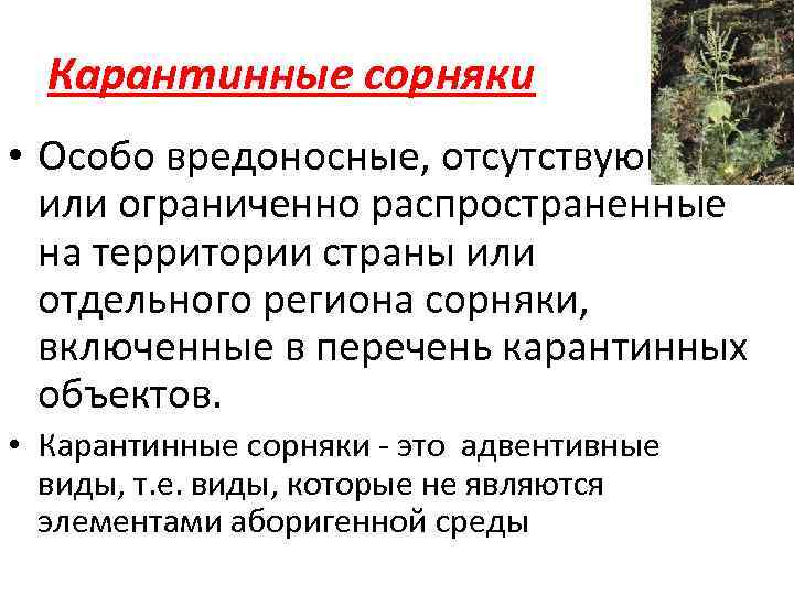 Карантинные сорняки • Особо вредоносные, отсутствующие или ограниченно распространенные на территории страны или отдельного