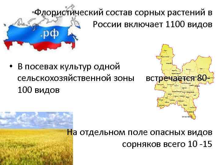  Флористический состав сорных растений в России включает 1100 видов • В посевах культур