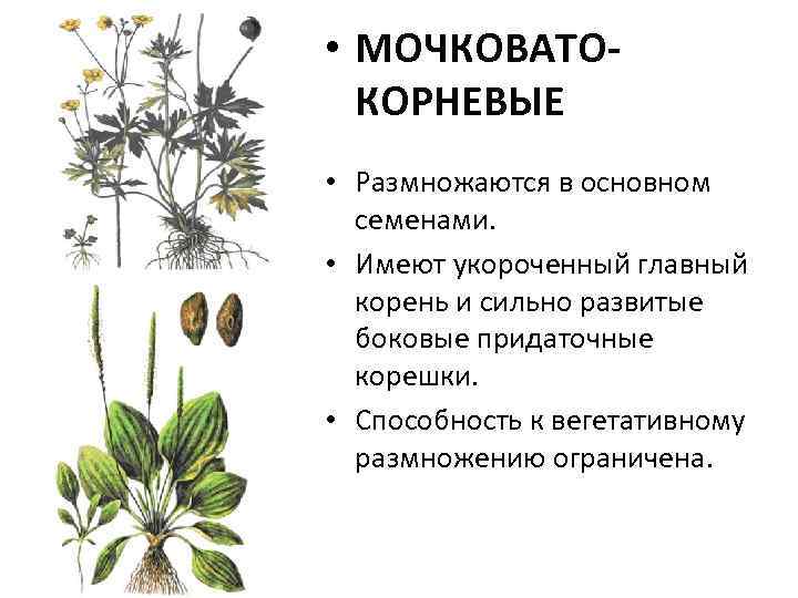  • МОЧКОВАТОКОРНЕВЫЕ • Размножаются в основном семенами. • Имеют укороченный главный корень и