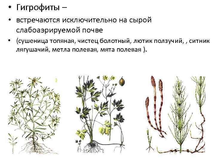  • Гигрофиты – • встречаются исключительно на сырой слабоаэрируемой почве • (сушеница топяная,