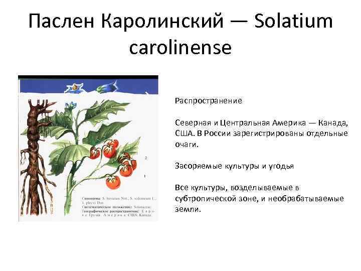 Паслен Каролинский — Solatium carolinense Распространение Северная и Центральная Америка — Канада, США. В