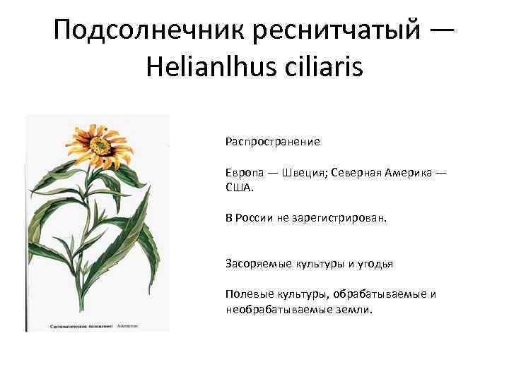 Подсолнечник реснитчатый — Helianlhus ciliaris Распространение Европа — Швеция; Северная Америка — США. В