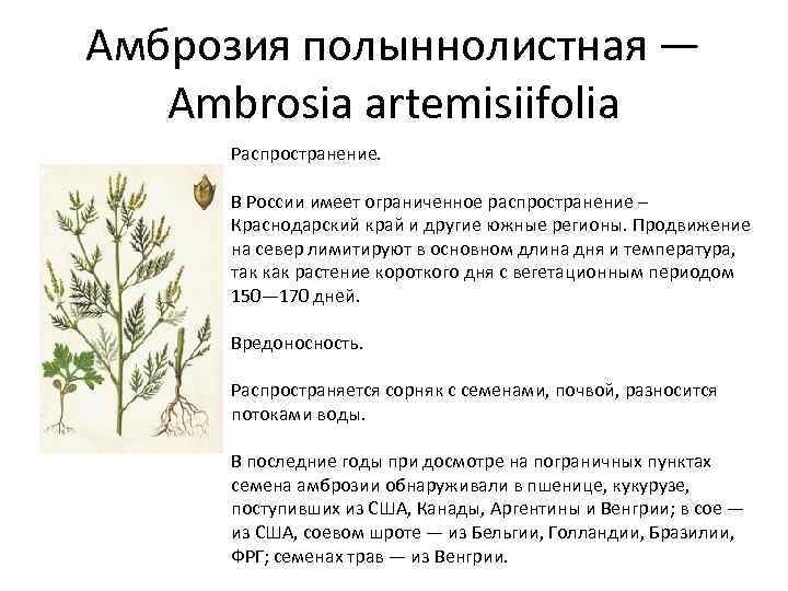 Амброзия полыннолистная — Ambrosia artemisiifolia Распространение. В России имеет ограниченное распространение – Краснодарский край