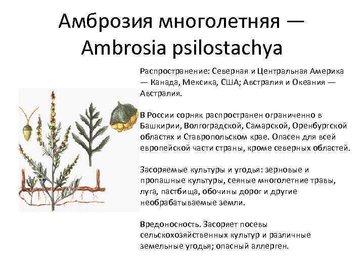 Амброзия многолетняя — Ambrosia psilostachya Распространение: Северная и Центральная Америка — Канада, Мексика, США;