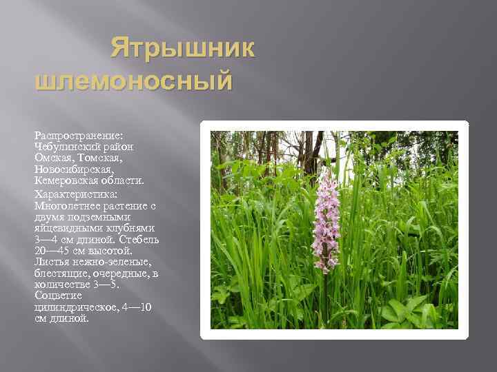 Растения из красной книги кемеровской области описание и фото