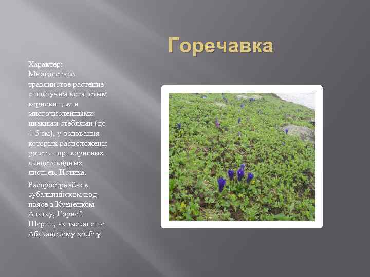 Растения из красной книги кемеровской области описание и фото