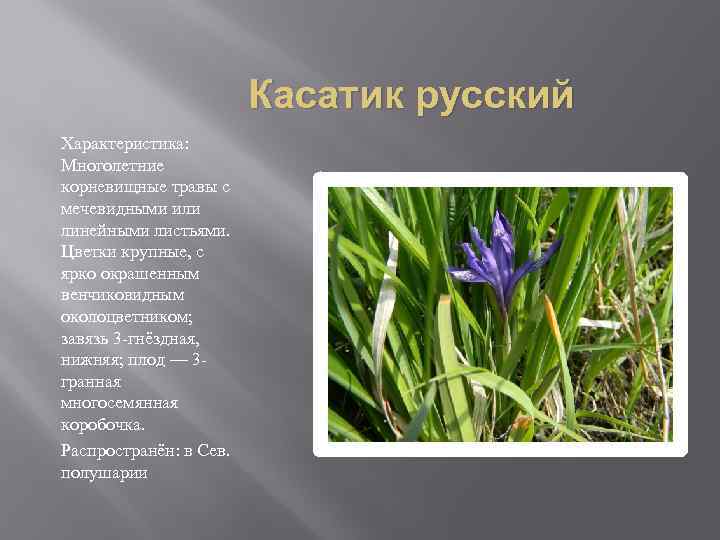 Касатик русский Характеристика: Многолетние корневищные травы с мечевидными или линейными листьями. Цветки крупные, с