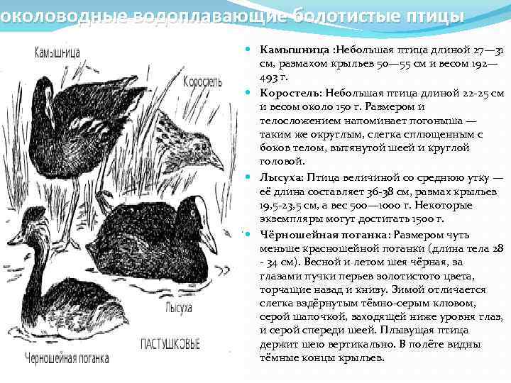 околоводные водоплавающие болотистые птицы Камышница : Небольшая птица длиной 27— 31 см, размахом крыльев