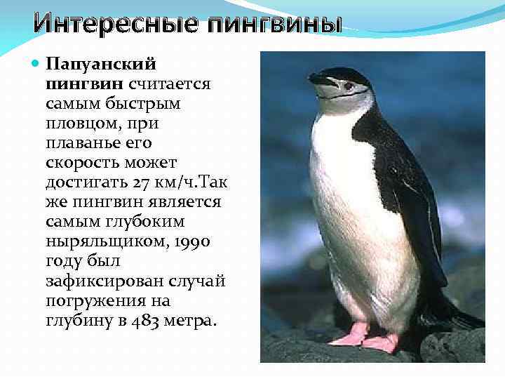 Интересные пингвины Папуанский пингвин считается самым быстрым пловцом, при плаванье его скорость может достигать