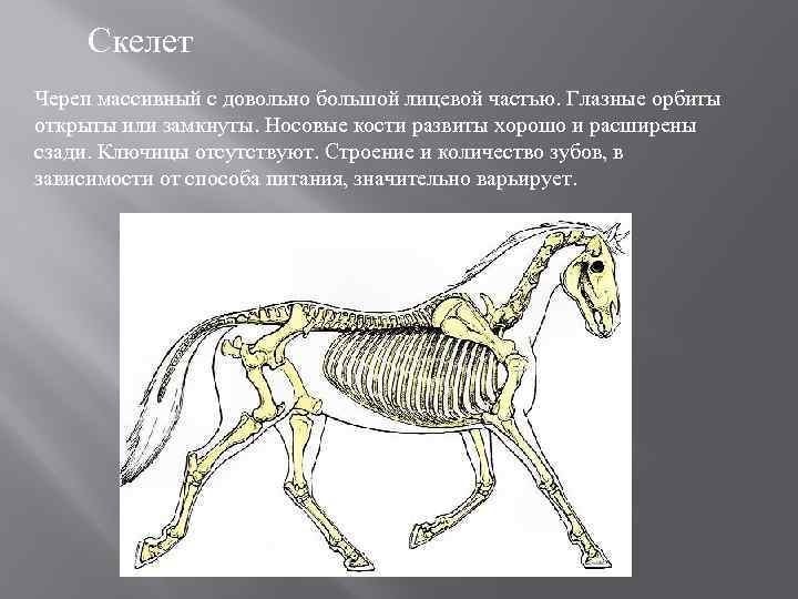 Значение непарнокопытных в жизни человека