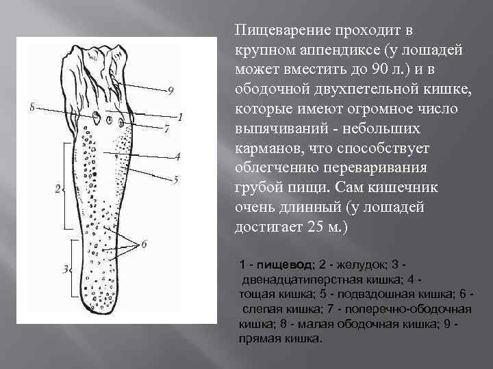 Пищеварение проходит в крупном аппендиксе (у лошадей может вместить до 90 л. ) и