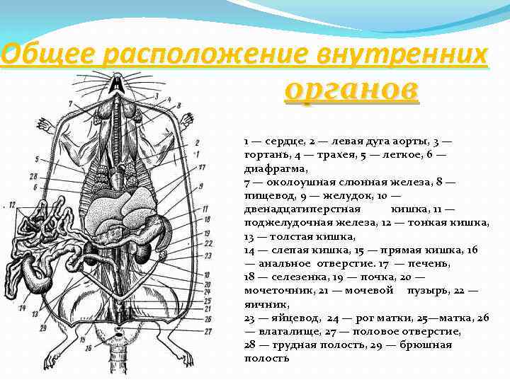 Общее расположение внутренних органов 1 — сердце, 2 — левая дуга аорты, 3 —