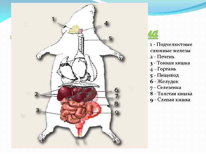 Пищеварительная система 1 - Подчелюстные слюнные железы 2 - Печень 3 - Тонкая кишка
