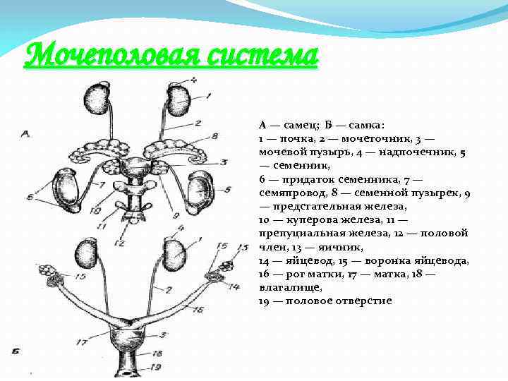 Мочеполовая система А — самец; Б — самка: 1 — почка, 2 — мочеточник,