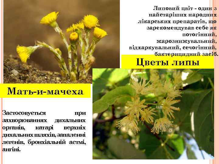 Липовий цвіт - один з найстаріших народних лікарських препаратів, що зарекомендував себе як потогінний,