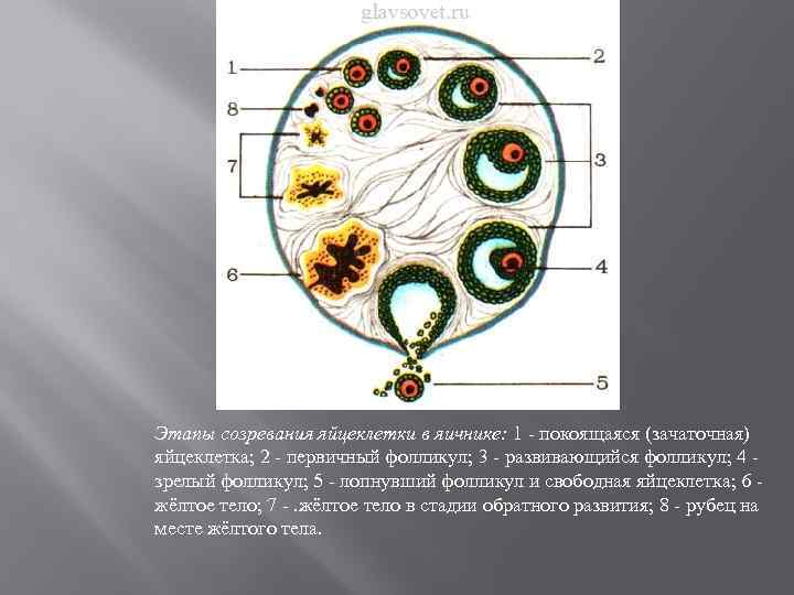 Созревание яйцеклетки. Цикл созревания яйцеклетки. Фазы созревания яйцеклетки. Созревание женской яйцеклетки. Этапы созревания яйцеклетки.