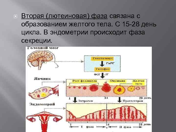  Вторая (лютеиновая) фаза связана с образованием желтого тела. С 15 -28 день цикла.