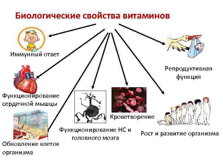 Биологические свойства витаминов Иммунный ответ Репродуктивная функция Функционирование сердечной мышцы Кроветворение Функционирование НС и