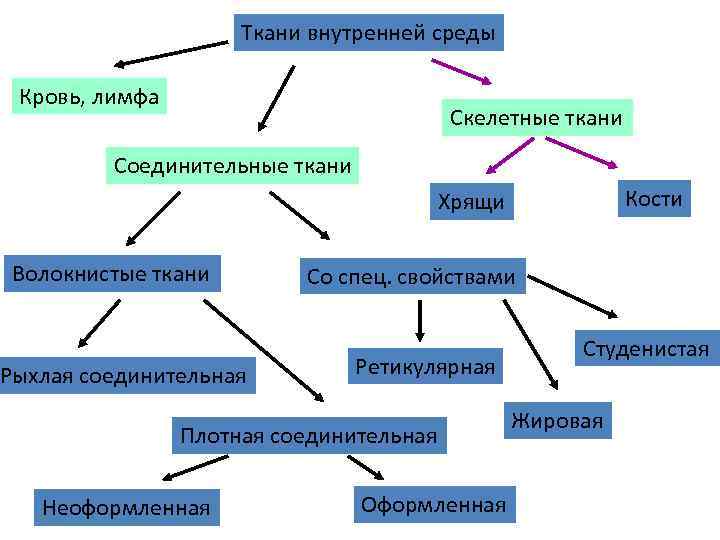 Ткани внутренней среды. Классификация тканей внутренней среды организма. Ткани внутренней среды соединительная ткань. Принципы классификации тканей внутренней среды. Ткани внутренней среды строение.