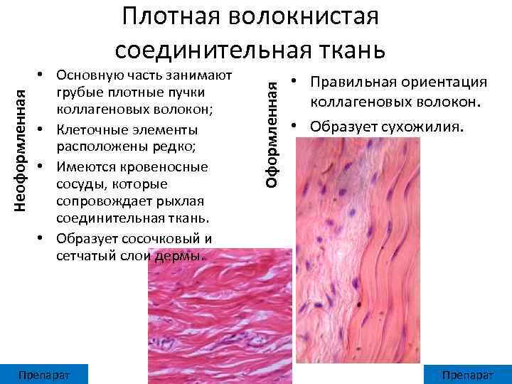 Волокнистая соединительная ткань картинки