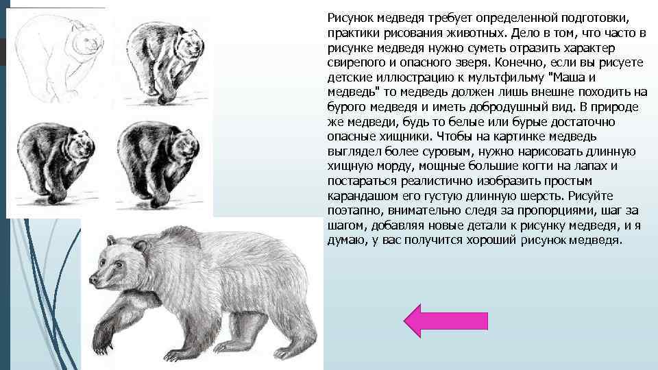 Рисунок медведя требует определенной подготовки, практики рисования животных. Дело в том, что часто в