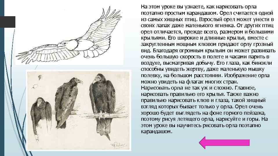 На этом уроке вы узнаете, как нарисовать орла поэтапно простым карандашом. Орел считается одной