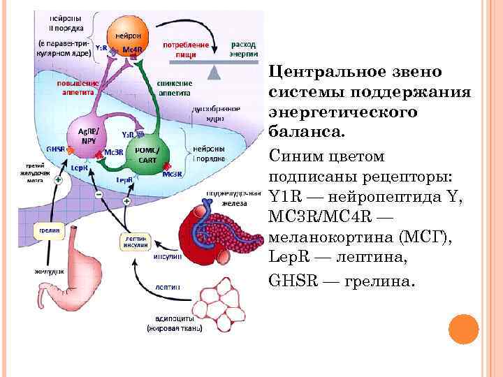 Центральное звено системы поддержания энергетического баланса. Синим цветом подписаны рецепторы: Y 1 R —