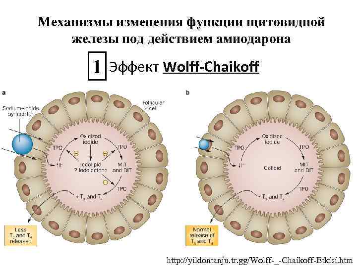 Механизмы изменения функции щитовидной железы под действием амиодарона 1 Эффект Wolff-Chaikoff http: //yildontanju. tr.