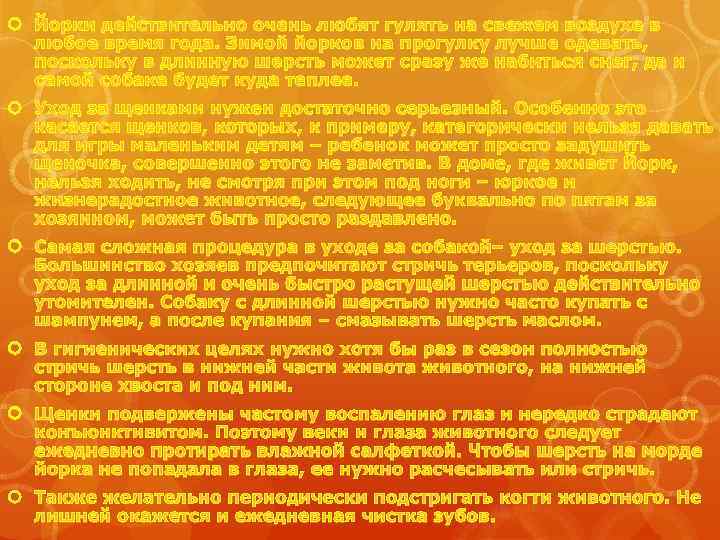  Йорки действительно очень любят гулять на свежем воздухе в любое время года. Зимой