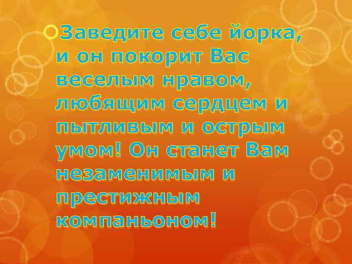  Заведите себе йорка, и он покорит Вас веселым нравом, любящим сердцем и пытливым