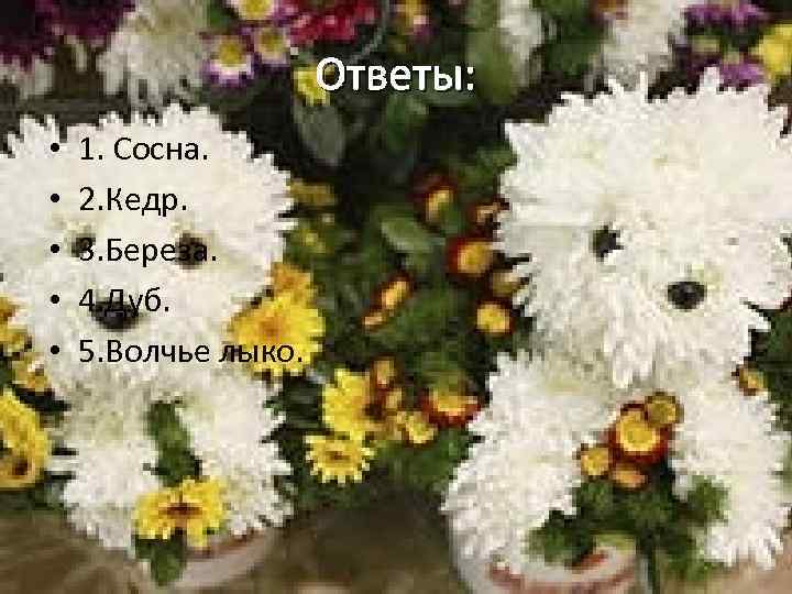 Ответы: • • • 1. Сосна. 2. Кедр. 3. Береза. 4. Дуб. 5. Волчье
