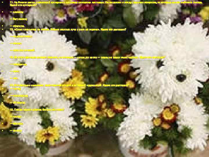  • 11. На болоте растет невысокий кустарник с мелкими плоскими листьями. Он выделяет