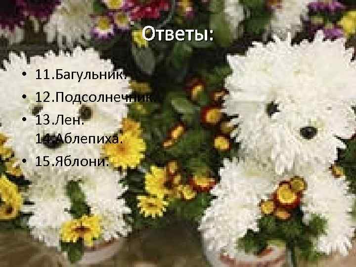 Ответы: • 11. Багульник. • 12. Подсолнечник. • 13. Лен. 14. Аблепиха. • 15.