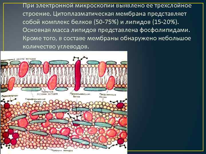 При электронной микроскопии выявлено ее трехслойное строение. Цитоплазматическая мембрана представляет собой комплекс белков (50