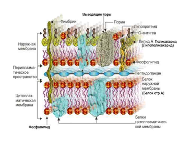 Мембрана бактерий. Строение цитоплазматической мембраны бактерий. Строение цитоплазматической мембраны бактериальной. Строение плазматической мембраны бактерии. Цитоплазматическая мембрана грамотрицательных бактерий.