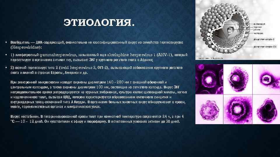 ЭТИОЛОГИЯ. • Возбудитель — ДНК содержащий, окончательно не классифицированный вирус из семейства герпесвирусов (Herpesviridae):