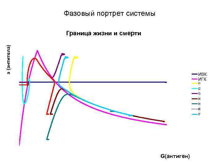 Фазовый портрет системы a (антитела) Граница жизни и смерти ИВК ИГК l 1 l