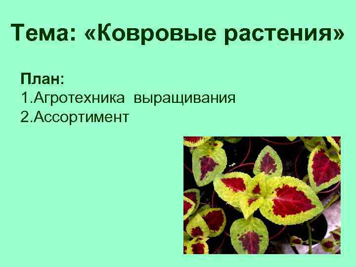 Тема: «Ковровые растения» План: 1. Агротехника выращивания 2. Ассортимент 