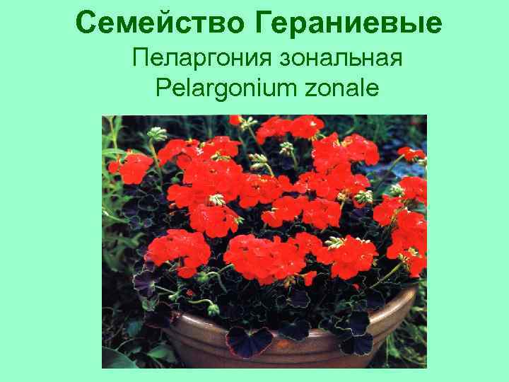 Семейство Гераниевые Пеларгония зональная Pelargonium zonale 