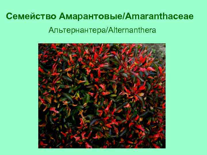 Семейство Амарантовые/Amaranthaceae Альтернантера/Alternanthera 