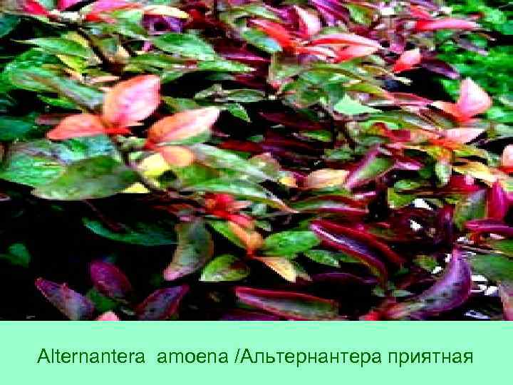 Alternantera amoena /Альтернантера приятная 