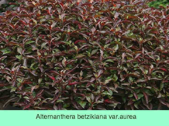 Alternanthera betzikiana var. aurea 