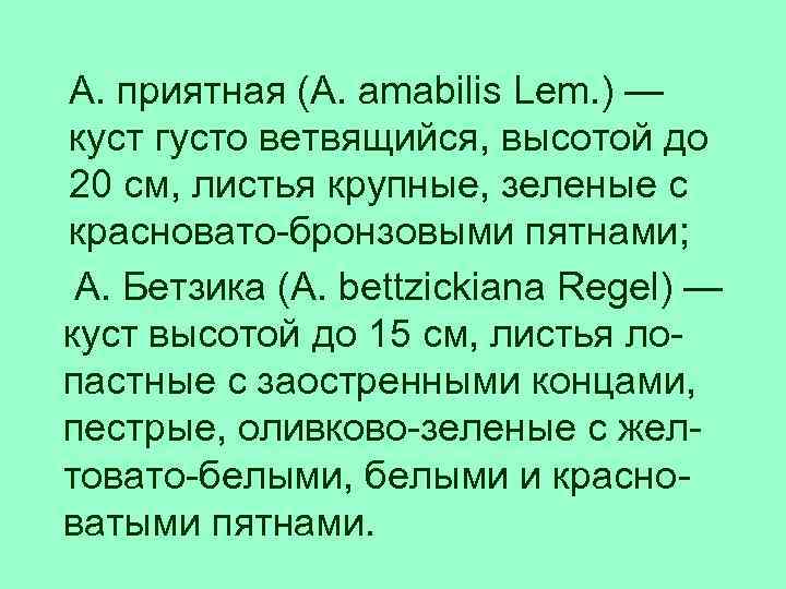 А. приятная (A. amabilis Lem. ) — куст густо ветвящийся, высотой до 20 см,