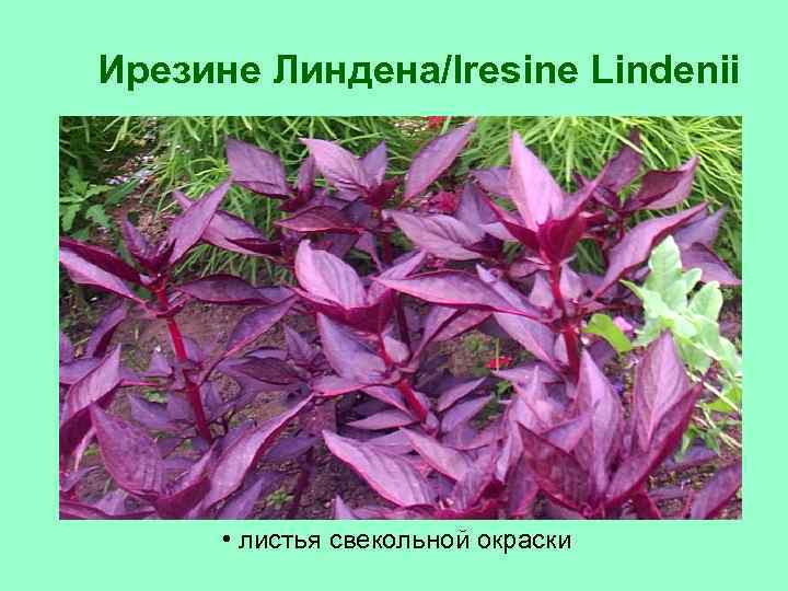 Ирезине Линдена/Iresine Lindenii • листья свекольной окраски 