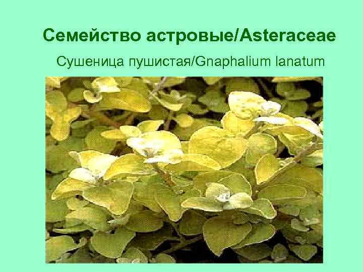 Семейство астровые/Asteraceae Сушеница пушистая/Gnaphalium lanatum 