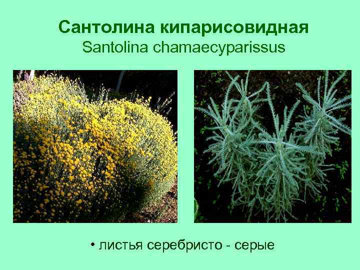 Сантолина кипарисовидная Santolina chamaecyparissus • листья серебристо - серые 