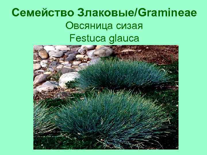 Семейство Злаковые/Gramineae Овсяница сизая Festuca glauca 