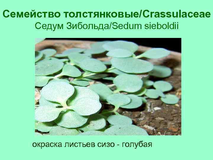 Семейство толстянковые/Crassulaceae Седум Зибольда/Sedum sieboldii окраска листьев сизо - голубая 